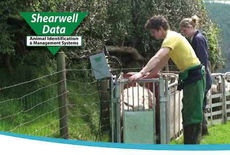 Shearwell Data, Somerset