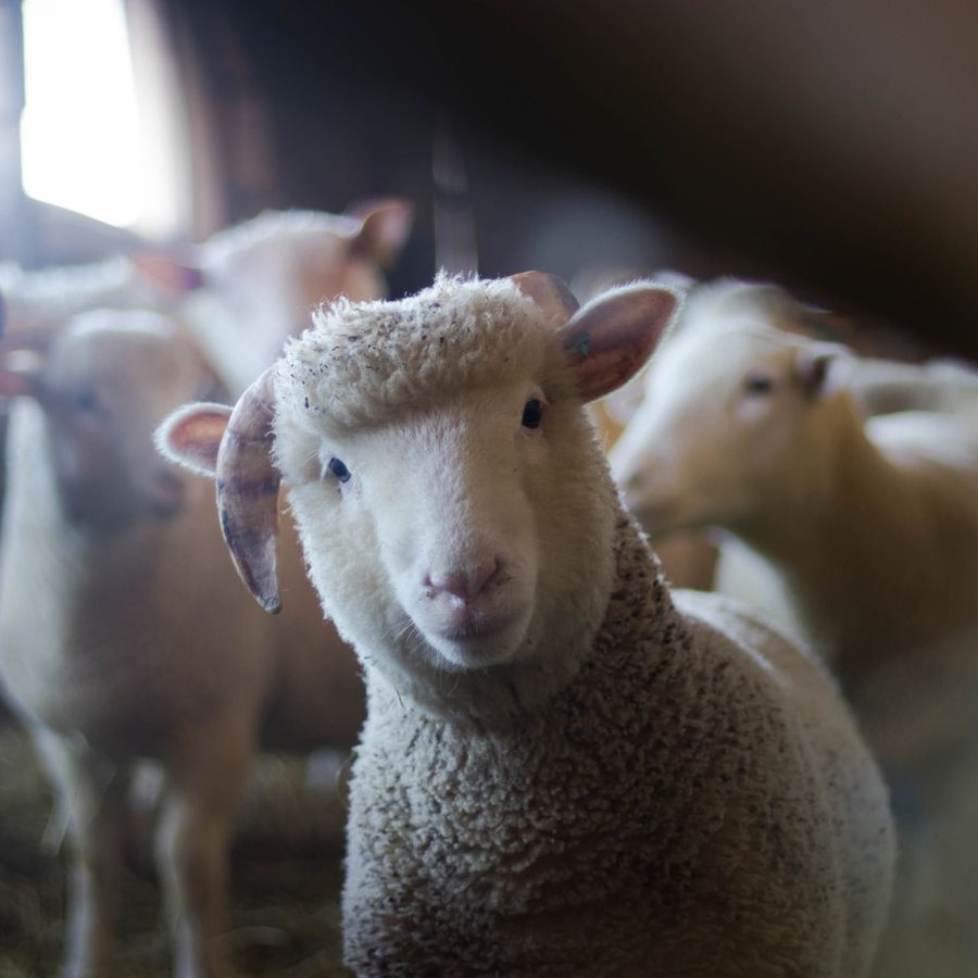 Sheep in a barn