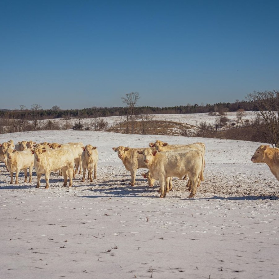 Cattle standing in a snowy field